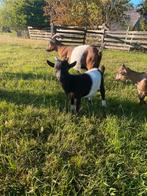 Zwarte lakenvelder bok, Mannelijk, Geit, 0 tot 2 jaar