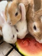 Baby dwerg konijntjes, Dieren en Toebehoren, Konijnen, Meerdere dieren, Dwerg