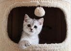 Brits X Perzisch Kittens, Kater, Ingeënt, 0 tot 2 jaar