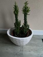 2 grote cactussen in een pot €7,50, Ophalen, Minder dan 100 cm, In pot, Cactus
