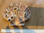 jakobsschelp + koraal, Verzamelen, Mineralen en Fossielen, Ophalen of Verzenden, Schelp(en)