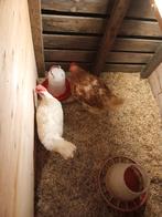 Legkippen, Dieren en Toebehoren, Pluimvee, Vrouwelijk, Kip