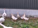 Jonge ganzen, Meerdere dieren, Gans of Zwaan