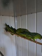 Catharina parkieten, Meerdere dieren, Parkiet