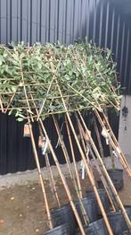 Prunus laur. Leivorm 8-10 cm/Potgekweekt/Wintergroen/Laurier, Tuin en Terras, Planten | Bomen, Leiboom, Halfschaduw, Lente, 250 tot 400 cm