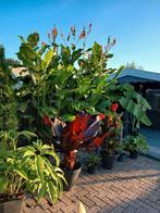 Canna Altensteinii zaden, Tuin en Terras, Bloembollen en Zaden, Ophalen, Volle zon