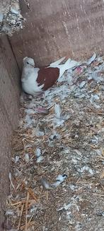 Meeuwtjes koppel bewezen, Dieren en Toebehoren, Meerdere dieren, Overige soorten