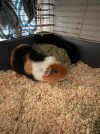 2 schattige cavia beertjes, Dieren en Toebehoren, Knaagdieren, Cavia, Mannelijk, Januari, Tam