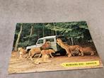 Arnhem.   Burgers-Zoo.    Leeuwen bij de voerwagen, Ophalen of Verzenden, Gelderland