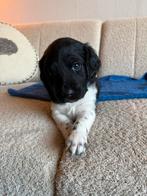 Friese stabij X heidewachtel pups, Dieren en Toebehoren, Rabiës (hondsdolheid), Overige rassen, 8 tot 15 weken, Meerdere