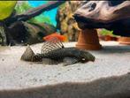 Ancistrus wildkleur 1-12 cm m/v, Vis, Zoetwatervis