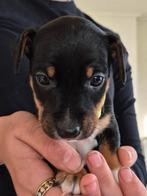 Jack Russel pup, Dieren en Toebehoren, Honden | Jack Russells en Terriërs, Parvo, Jack Russell Terriër, Reu, 8 tot 15 weken