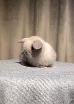 ❤LIEVE RASZUIVERE MINILOPJES - MET ZORG EN PASSIE OPGEGROEID, Dieren en Toebehoren, Konijnen, Meerdere dieren, Dwerg, Hangoor