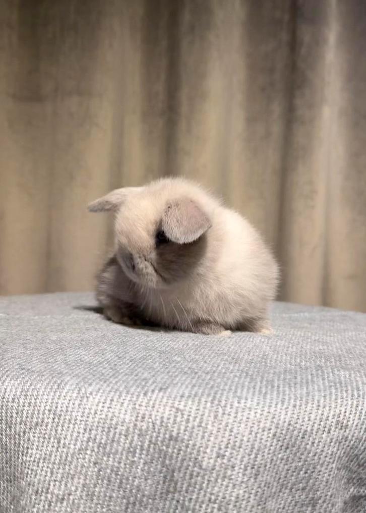 ❤LIEVE RASZUIVERE MINILOPJES - MET ZORG EN PASSIE OPGEGROEID, Dieren en Toebehoren, Konijnen, Dwerg, Meerdere dieren, 0 tot 2 jaar