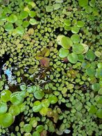 Drijfplanten Mix: Limnobium & Salvinia, Ophalen of Verzenden, Nieuw, Plant(en), Steen of Hout
