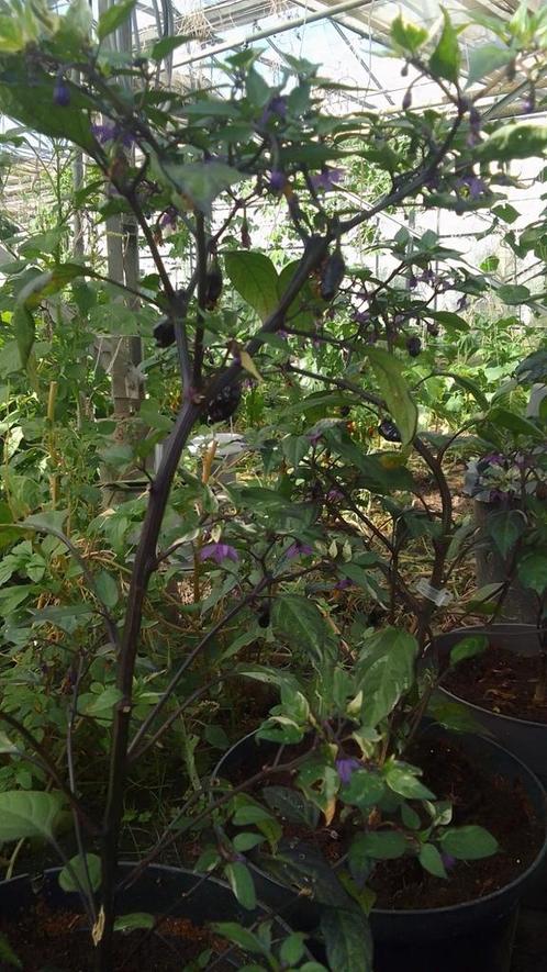 Peperplant Purple Tiger, Tuin en Terras, Planten | Bomen, Overige soorten, Volle zon, Ophalen