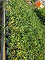 Cotoneaster dammeri, Ophalen, Bodembedekkers, Volle zon, Vaste plant