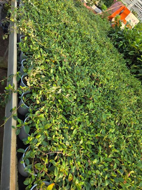 Cotoneaster dammeri, Tuin en Terras, Planten | Tuinplanten, Vaste plant, Bodembedekkers, Volle zon, Lente, Ophalen