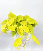 Philodendron neon stekjes, Ophalen of Verzenden, Minder dan 100 cm, Overige soorten, Zomer