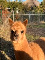 Onze lieve knappe Ruba zoekt een goed tehuis, Dieren en Toebehoren, Augustus, Mannelijk