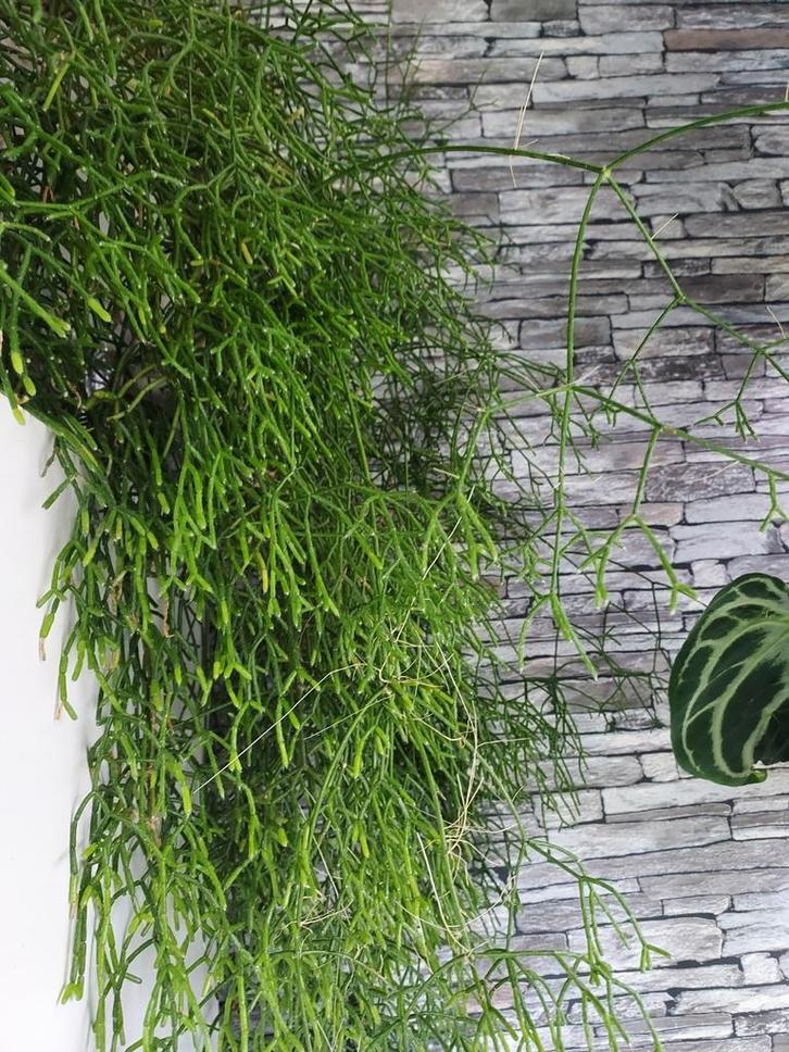 rhipsalis stekken, Huis en Inrichting, Kamerplanten, Minder dan 100 cm, Halfschaduw, Ophalen of Verzenden