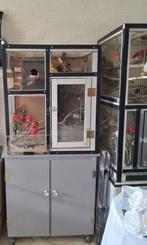 Vogels te koop aangeboden, Dieren en Toebehoren, Vogels | Overige Vogels, Meerdere dieren, Tropenvogel, Geringd