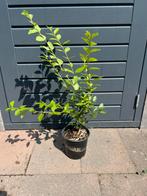 Liguster, Tuin en Terras, Ophalen, Liguster, Minder dan 100 cm