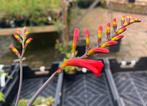 Crocosmia Lucifer tuinplanten vasteplant., Tuin en Terras, Ophalen, Zomer, Overige soorten, Halfschaduw