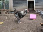 Franse faverolles haantjes, Dieren en Toebehoren, Mannelijk, Kip