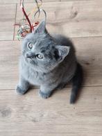 100% britse korthaar, Dieren en Toebehoren, Katten en Kittens | Raskatten | Korthaar, Meerdere dieren, Ontwormd, 0 tot 2 jaar