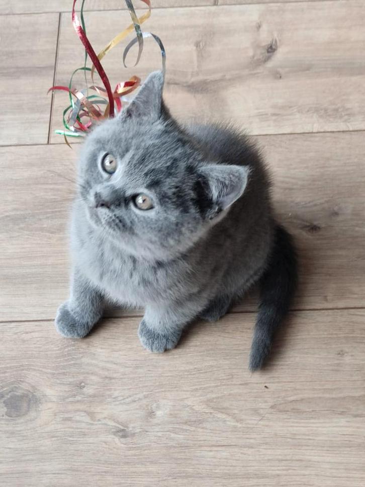 100% britse korthaar, Dieren en Toebehoren, Katten en Kittens | Raskatten | Korthaar, Meerdere dieren, 0 tot 2 jaar, Ontwormd