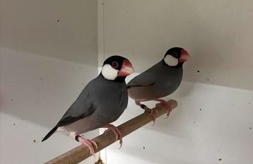 Rijstvogels wildkleur van 2025. beschikbaar voor biedingen