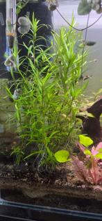 Heteranthera zosterifolia (Sterrenkruid), Dieren en Toebehoren, Ophalen, Zo goed als nieuw, Plant(en), Steen of Hout