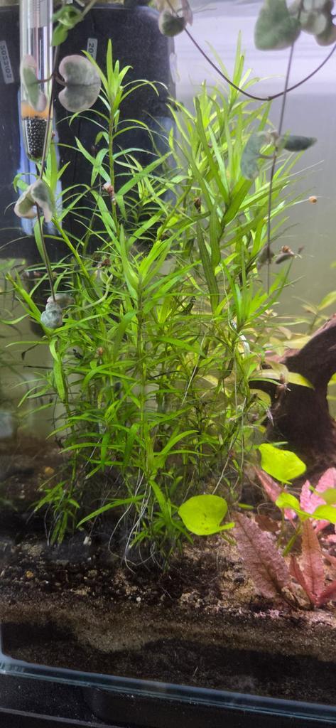 Heteranthera zosterifolia (Sterrenkruid), Dieren en Toebehoren, Vissen | Aquaria en Toebehoren, Zo goed als nieuw, Plant(en), Steen of Hout