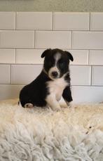 Border collie pups, Rabiës (hondsdolheid), 8 tot 15 weken, Collie, Meerdere