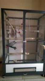 Zo snel mogelijk ophalen, Dieren en Toebehoren, Vogels | Parkieten en Papegaaien, Geslacht onbekend, Papegaai, Tam