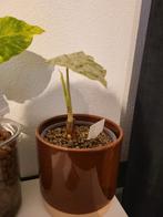 Alocasia Macrorrhiza Camouflage - Zeldzame kamerplant, Ophalen of Verzenden, Halfschaduw, Minder dan 100 cm