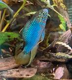 Apistogramma borellii 'Opal', Dieren en Toebehoren, Vis, Zoetwatervis