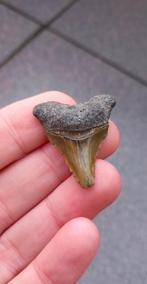 Megalodon haaientand uit Bone Valley fossiel, Verzamelen, Mineralen en Fossielen, Ophalen of Verzenden, Fossiel