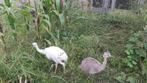 Nandoe kuikens, Meerdere dieren, Kip