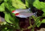 10 keer volwassen Roodkopzalm, Dieren en Toebehoren, Vissen | Aquariumvissen, Vis
