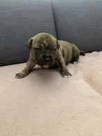Amerikaanse stafford pups, Dieren en Toebehoren, 8 tot 15 weken, American Staffordshire Terriër, Meerdere, Meerdere dieren