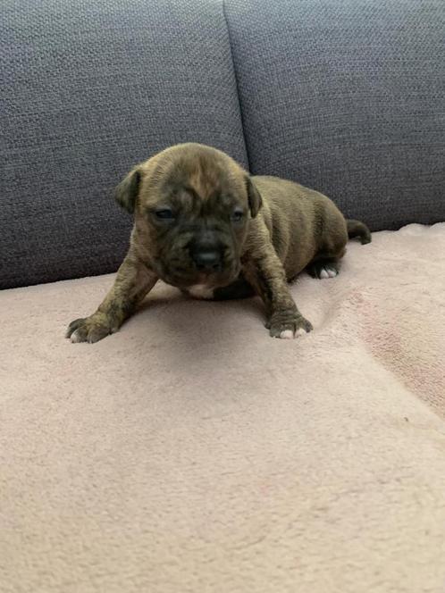 Amerikaanse stafford pups, Dieren en Toebehoren, Honden | Jack Russells en Terriërs, Meerdere dieren, American Staffordshire Terriër