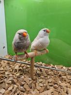 Te koop koppel charcoal masker roodoogen man van 2024, Dieren en Toebehoren, Vogels | Overige Vogels, Meerdere dieren