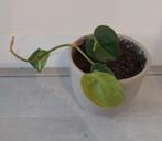 Philodendron Grand Brasil stekje + pot, Overige soorten, Minder dan 100 cm, Halfschaduw, In pot