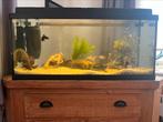 Aquarium incl. Vissen, Dieren en Toebehoren, Ophalen, Gebruikt, Gevuld zoetwateraquarium