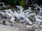 Turkse tuimelaar takla duiven, Dieren en Toebehoren, Vogels | Duiven, Meerdere dieren, Tuimelaar of Roller
