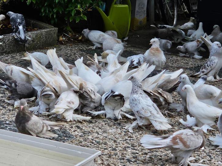 Turkse tuimelaar takla duiven, Dieren en Toebehoren, Vogels | Duiven, Tuimelaar of Roller, Meerdere dieren