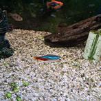 Neontetra, Dieren en Toebehoren, Vis, Zoetwatervis