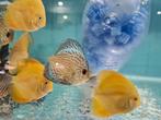 Giant Blue Flora Discus, Symphysodon Discus, Dieren en Toebehoren, Vissen | Aquariumvissen, Vis, Zoetwatervis